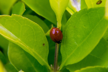 Ladybug on leaf