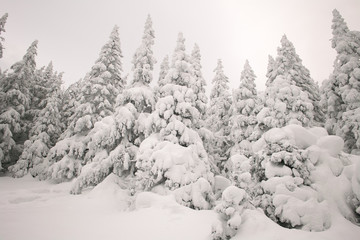 Firs covered with snow.