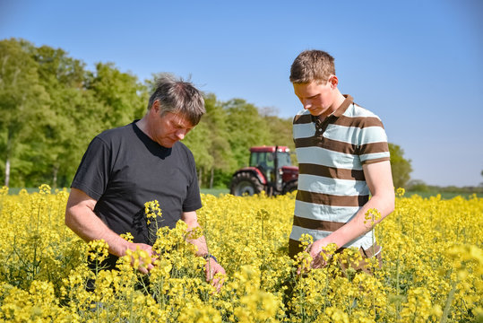 Ackerbau -  Überprüfung  der Rapsblüte durch zwei Landwirte
