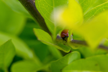 Ladybug on leaf