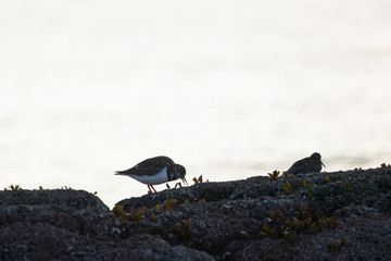 Ruddy turnstone