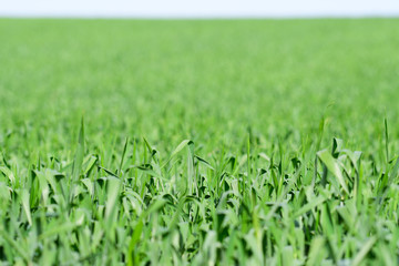 Green field