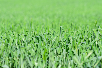 Green field