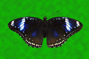 Blue Diadem Butterfly flying