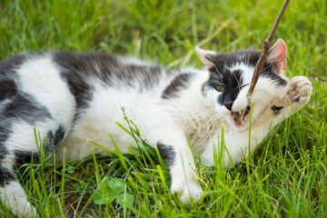 Cute  cat playing on the grass
