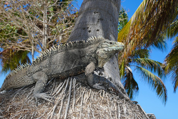 Cyclura nubila, Cuban rock iguana