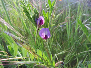 Fiore del Pisello