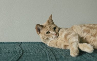 Orange Tabby Cat Focused