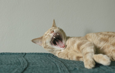 Yellow Cat Yawning