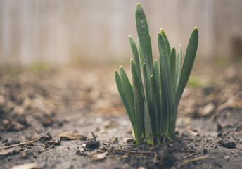 Green Plant Sprouting Cluster