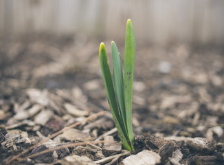 Green Plant Sprouting