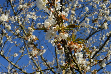Rama de cerezo en flor