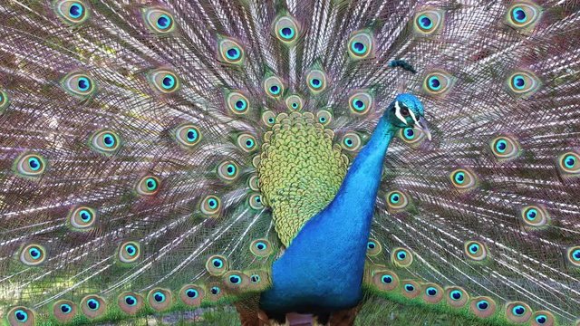 Blue peacock with feathers extended flutters its feathers, view from the back

