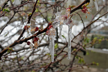 The branches of the flowering fruit tree are covered with transparent icicles. Spring glaciation in a blooming garden and on the road.