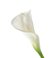 Beautiful calla lily on white background