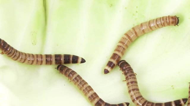 Zofobas larvae on cabbage