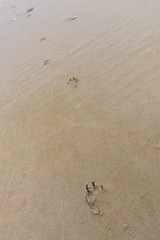 Pisadas de perro en arena.