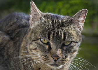 Obraz premium Mirada de gato. Cat look