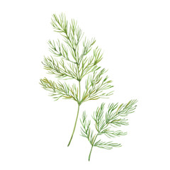 Sprig of dill