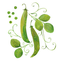 watercolor green  pea