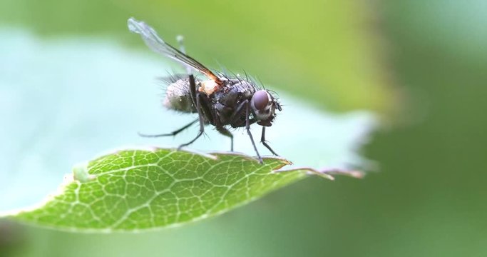 Garden fly on a leaf and it is cleaning itself. Shallow depth of field as it is macro footage. 