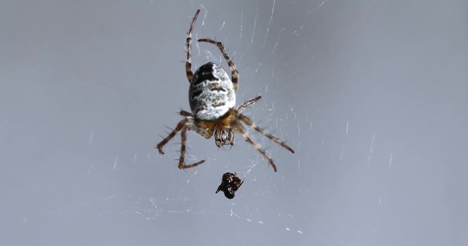 Macro 4K footage of common garden spider on its web. The spider is about to eat its prey which has been caught on the web. 
