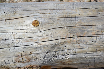 Naklejka premium Boring tracks made by beetles in pine trees, a pest which has destroyed millions of acres of pine forest, a phenomenon partially caused by warming temperatures allowing more beetles to survive winters