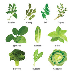 Green salad leaves. Vector vegetarian healthy food leaf set isolated on white