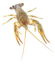 Crayfish close up isolated on white background