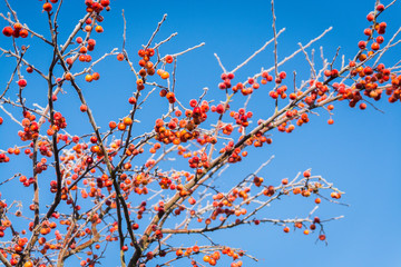 Fruits rouges givrés
