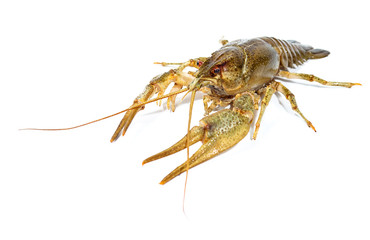 Crayfish close up isolated on white background