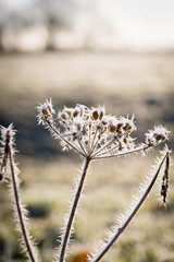 Fleur givr&eacute;e du matin