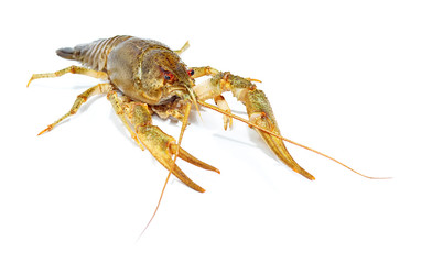 Crayfish close up isolated on white background