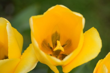 Keukenhof, Neetherland