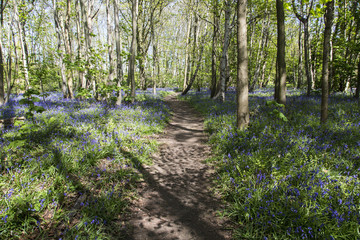 Path Through Bluebell Wood