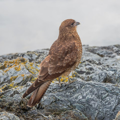 Falcon Chimango Caracara in Tierra del Fuego National Park, Argentina