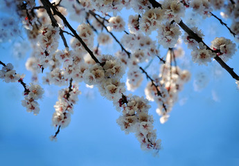Branch of a blossoming apricot tree