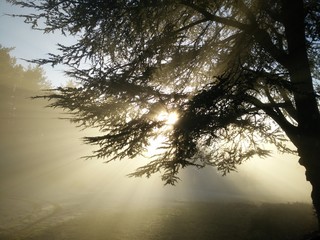 Naklejka premium Soleil et Brouillard