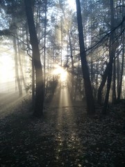 Soleil, Brouillard et Forêt