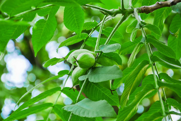 Unripe fruits of Manchurian walnut (Juglans mandshurica). 