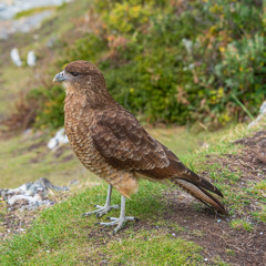 Falcon Chimango Caracara in Tierra del Fuego National Park, Argentina