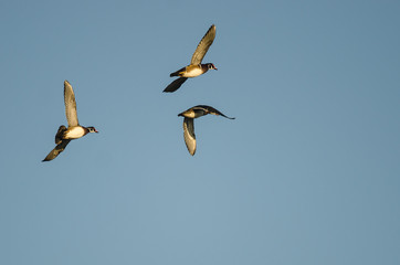 Three Wood Ducks Flying in a Blue Sky