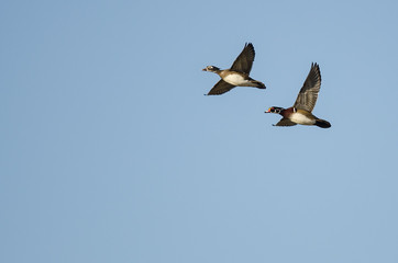 Pair of Wood Ducks Flying in a Blue Sky