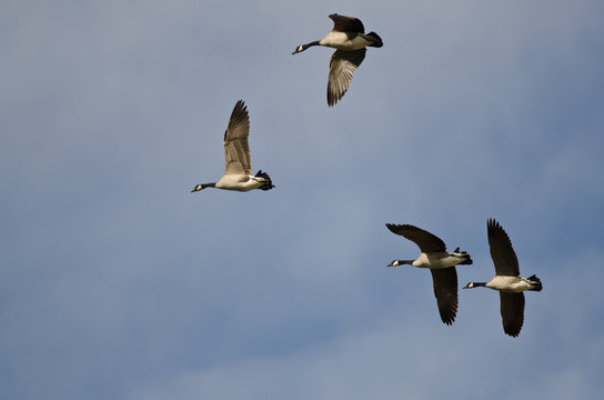 Four Canada Geese Flying in a Blue Sky