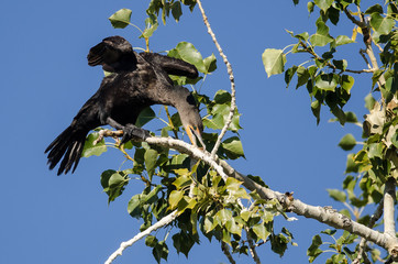 Double-Crested Cormorant Stretching Its Wings While Perched in Tall Tree