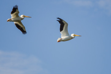 Two American White Pelicans Flying in a Cloudy Blue Sky