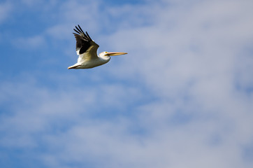 American White Pelican Flying in a Cloudy Blue Sky