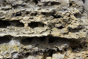 Shell rock building blocks texture or background.