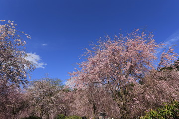 Naklejka premium 高見の郷 千本のしだれ桜