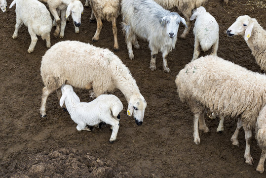 Sheeps and lambs